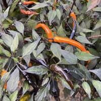 Halloween Black and Orange Thai Pepper Premium Seed Packet + More - Thumbnail 1