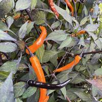 Halloween Black and Orange Thai Pepper Premium Seed Packet + More - Thumbnail 2
