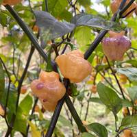 Pink UFO Pepper Premium Seed Packet - Thumbnail 1