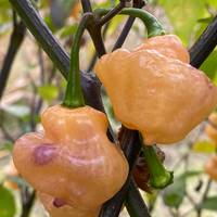 Pink UFO Pepper Premium Seed Packet - Thumbnail 2