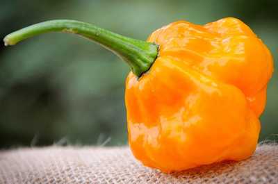MOA Yellow Scotch Bonnet Hot Pepper Premium Seed Packet + More
