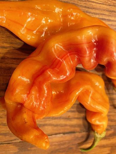 Striped Sugar Rush Bacon Malawi Piquante Heirloom Pepper Premium Seed Packet + More