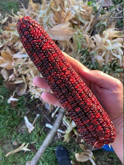 Jimmy Red Corn Famous Bootlegger Moonshine Grits Hominy Masa Corn Heirloom Seed Packet