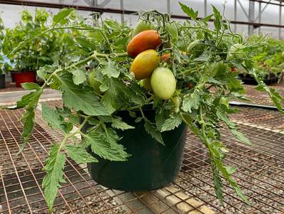 Tumbling Tiger Micro Dwarf Hanging Basket Bonsai Tomato Premium Seed Packet