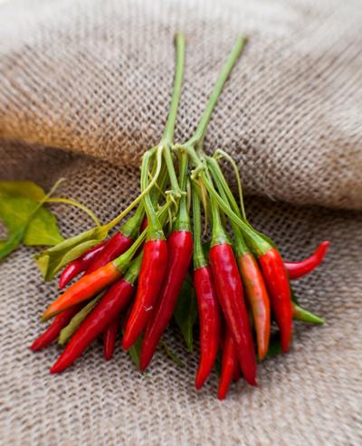 Thai Dragon Heirloom Chili Pepper Premium Seed Packet