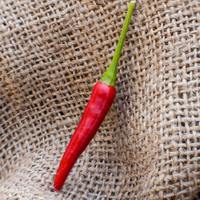 Thai Dragon Heirloom Chili Pepper Premium Seed Packet - Thumbnail 1