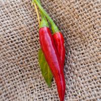 Thai Dragon Heirloom Chili Pepper Premium Seed Packet - Thumbnail 2