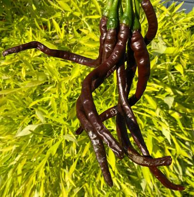 Thunder Mountain Longhorn Cacho Brown Cayenne Heirloom Pepper Premium Seed Packet Longest Pepper in The World