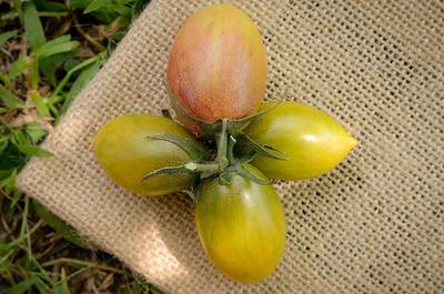 Green Tiger Blush Striped Small Plum Heirloom Tomato Premium Seed Packet