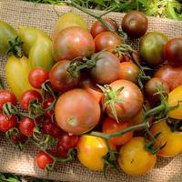 Green Tiger Blush Striped Small Plum Heirloom Tomato Premium Seed Packet - Thumbnail 3