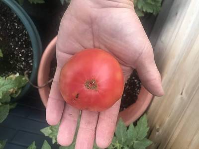 Artic Rose Heirloom Dwarf Tomato Premium Seed Packet