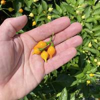 Yellow Biquinho Chupetinho Heirloom Pepper Premium Seed Packet - Thumbnail 1