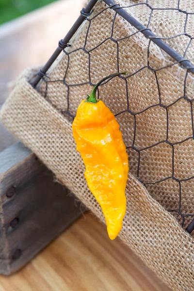 Yellow Ghost Pepper Bhut Jolokia Heirloom Pepper Premium Seed Packet