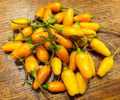 Yellow Tabasco Heirloom Hot Pepper Premium Seed Packet