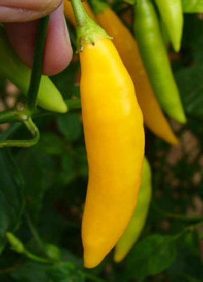 Aji Amarillo Yellow Peruvian Chili Heirloom Pepper Premium Seed Packet
