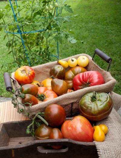 Ildi Yellow Pear Heirloom Tomato Premium Seed Packet