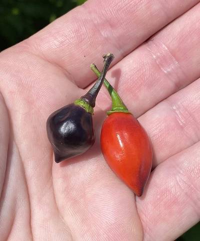 Purple Biquinho Chupetinho Heirloom Pepper Premium Seed Packet