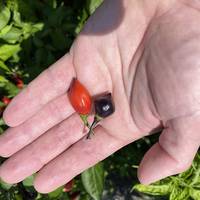 Purple Biquinho Chupetinho Heirloom Pepper Premium Seed Packet - Thumbnail 1