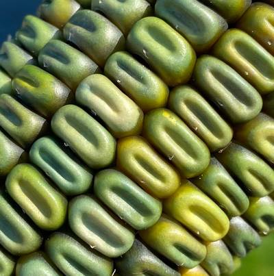 Oaxacan Green Corn Heirloom Mexican Grits Tamales Hominy Masa Cornmeal Seed Packet