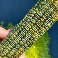 Oaxacan Green Corn Heirloom Mexican Grits Tamales Hominy Masa Cornmeal Seed Packet - Thumbnail 1