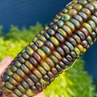 Oaxacan Green Corn Heirloom Mexican Grits Tamales Hominy Masa Cornmeal Seed Packet - Thumbnail 2