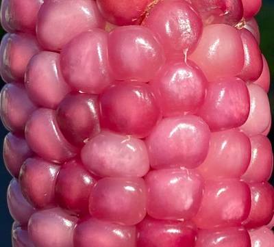Neon Pink Popcorn Corn Heirloom Premium 20+ Seed Packet