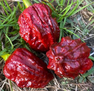 Chocolate Naga Brain Ultra Hot Pepper Premium Seed Packet
