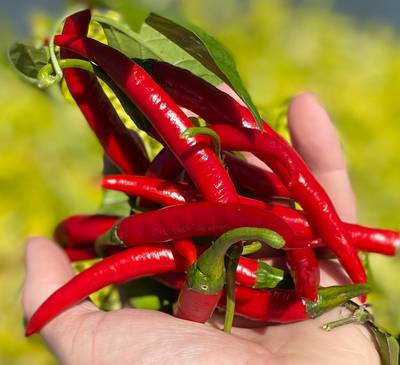 Szechwan Chile Plant Sichuan Chili Szechuan Heirloom Oriental Cuisine Pepper Premium Seed Packet