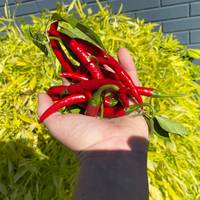 Szechwan Chile Plant Sichuan Chili Szechuan Heirloom Oriental Cuisine Pepper Premium Seed Packet - Thumbnail 1