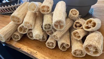 Luffa acutangula Sponge Angled Chinese Okra Ridged Gourd Sinkwa Silky Premium Seed Packet