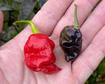 Dragon's Breath x Pink Tiger Hybrid Chile Pepper Premium Seed Packet