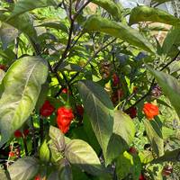 Dragon's Breath x Pink Tiger Hybrid Chile Pepper Premium Seed Packet - Thumbnail 1