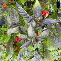 Dragon's Breath x Pink Tiger Hybrid Chile Pepper Premium Seed Packet - Thumbnail 2