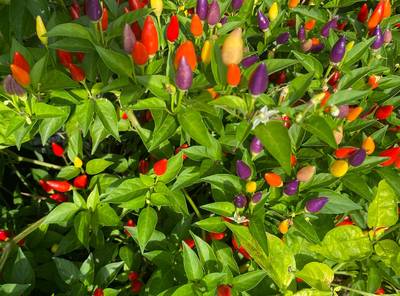 Bolivian Rainbow Ornamental Purple Pepper Premium Seed Packet
