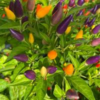 Bolivian Rainbow Ornamental Purple Pepper Premium Seed Packet - Thumbnail 2