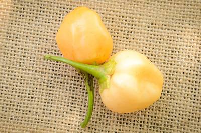 Peachadew Pepperdew Malawi Piquante Heirloom Pepper Premium Seed Packet