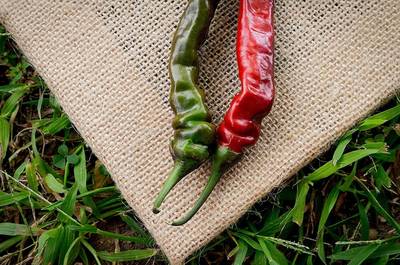 Black Thai Heirloom Chili Pepper Premium Seed Packet + More