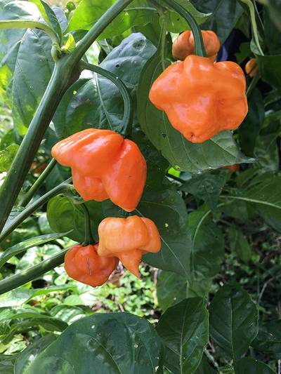 Bahamian Goat Bahamas Hot Pepper Premium Seed Packet