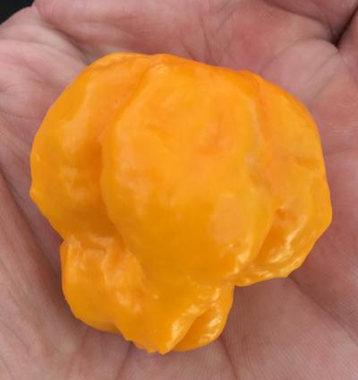 Jamaican Scotch Bonnet Hot Pepper Premium Seed Packet + More