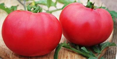 Giant Raspberry Malinowy Olbryzm Polish Tomato Premium Seed Packet