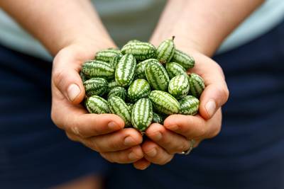 Cucamelon Mexican Sour Gherkin Mouse Melon Sandita "Little Watermelon" Heirloom Premium Seed Packet