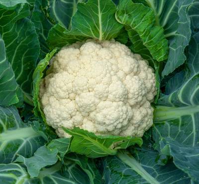 Amazing White Cauliflower Premium Seed Packet Great for Kids!