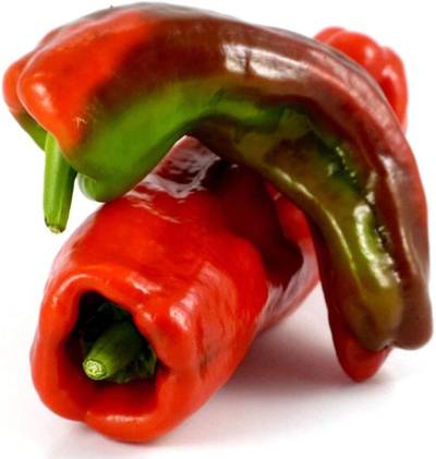 Cristal Basque Region Spanish Tapas Heirloom Pepper Premium Seed Packet