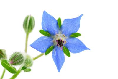 Blue Borage Starflower Cucumber Salad Premium Seed Packet Great for Kids!