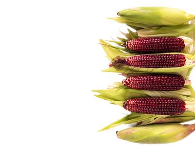 Ruby Red Queen Sweet Corn Anthocyanin Antioxidents