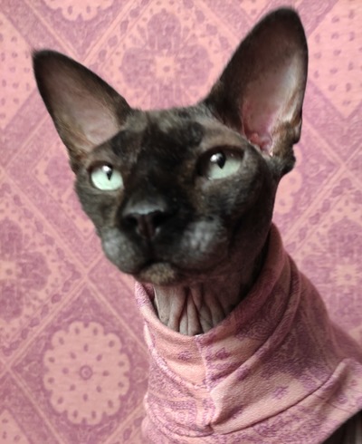 Too Mauvelous For Words