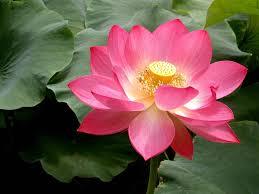 lotus life
