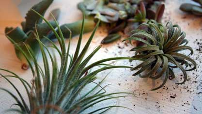 Bk regal heroimage 417x235