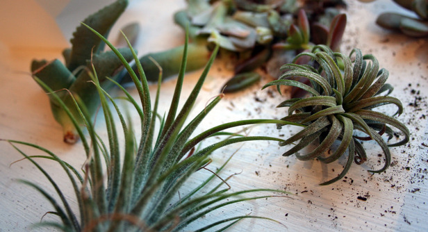 Brooklynregal process