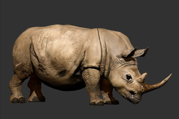 Rhino